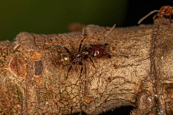 Adult Cecropia Ants Genus Azteca — Stock fotografie