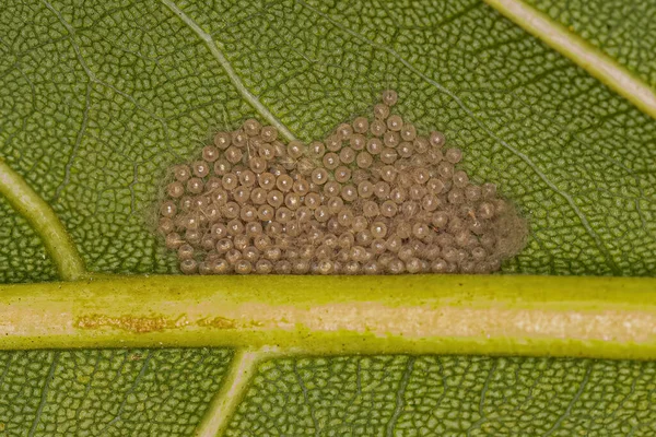 Many Small Moth Insect Eggs Green Leaf — Stock Photo, Image