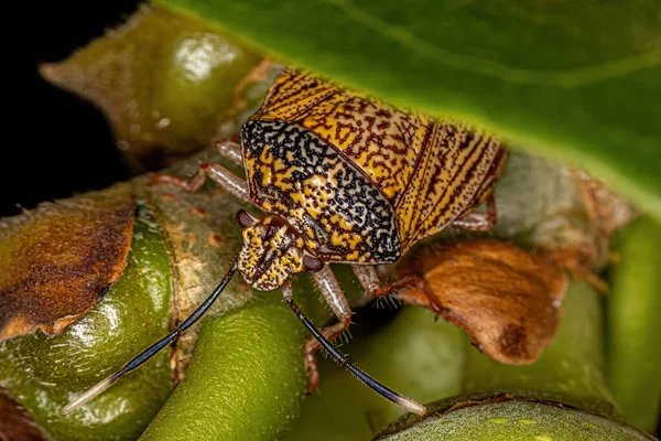 Adult Stink Bug Species Antiteuchus Sepulcralis — Zdjęcie stockowe