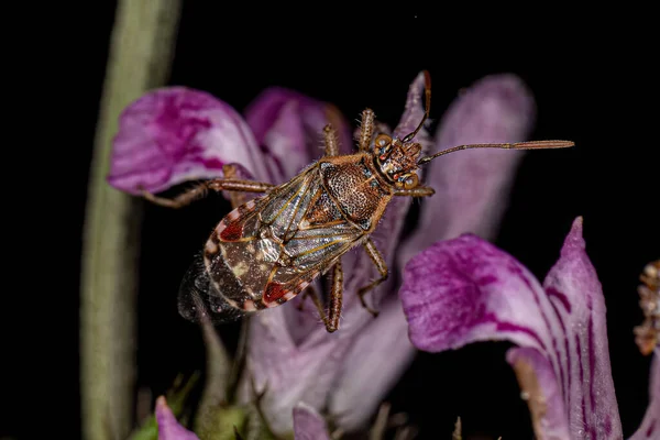 Adult Scentless Plant Bug Subfamily Rhopalinae — Stock Photo, Image