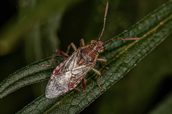Rhopalinae Alt Familyasından Yetişkin Kokusuz Bitki Böceği — Stok fotoğraf