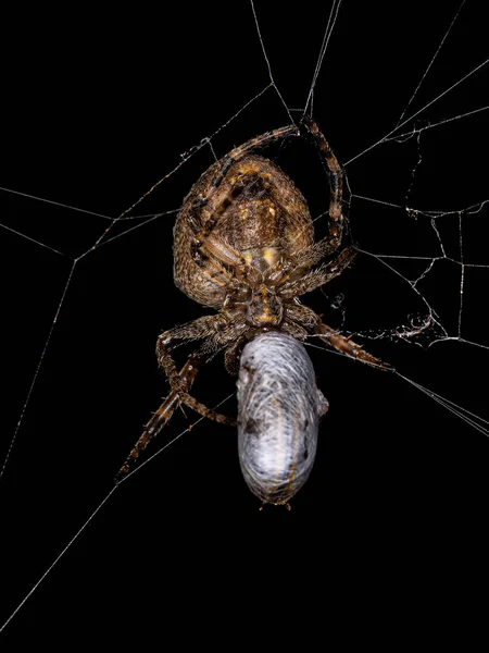 Female Adult Typical Orbweaver Family Araneidae — Stockfoto