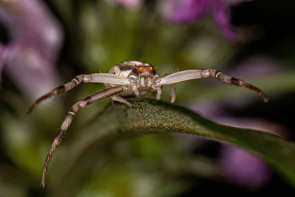 Araña Cangrejo Hembra Adulta Familia Thomisidae — Foto de Stock