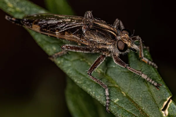 Adult Robber Fly Genus Triorla — 图库照片