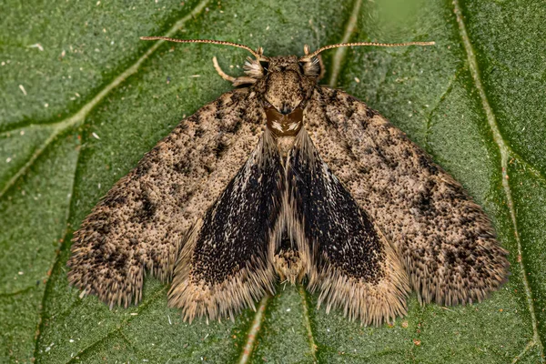 Adult Grass Tubeworm Moth Genus Tiquadra — Stockfoto