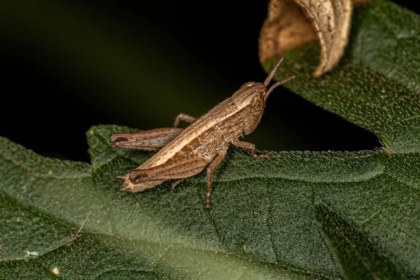 Acrididae Ailesinin Kısa Boynuzlu Çekirge Perisi — Stok fotoğraf