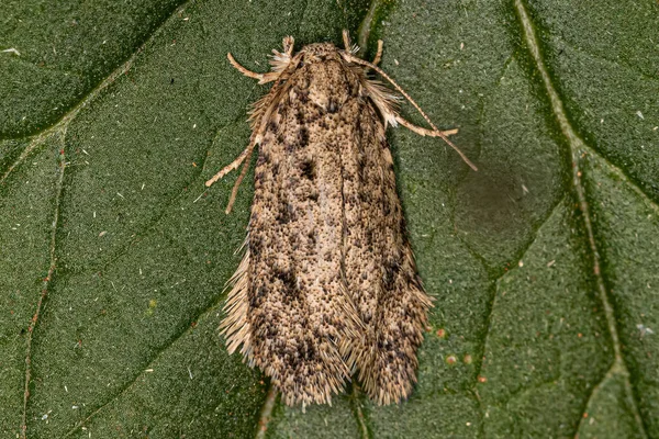 Adult Grass Tubeworm Moth Genus Tiquadra — Stockfoto