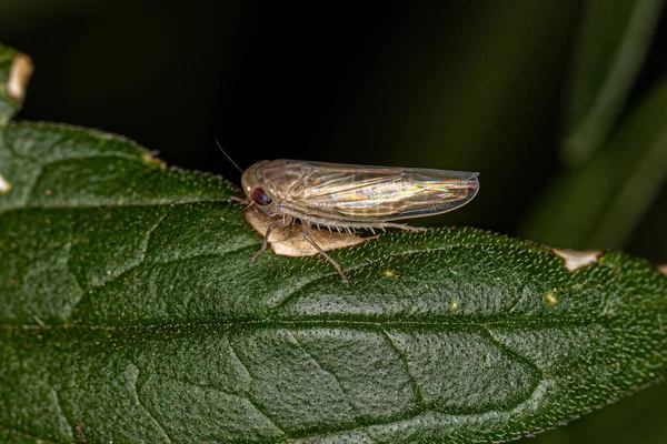 Malý Typický Leafhopper Podčeledi Deltocephalinae — Stock fotografie
