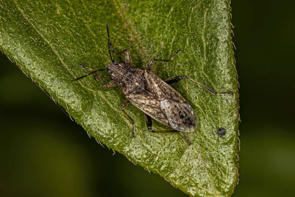 Ενηλίκων Bug Σπόρων Της Οικογένειας Lygaeidae — Φωτογραφία Αρχείου