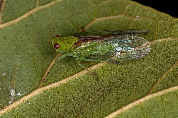 Adult Green Dictyopharid Planthopper Insect Family Dictyopharidae — 스톡 사진