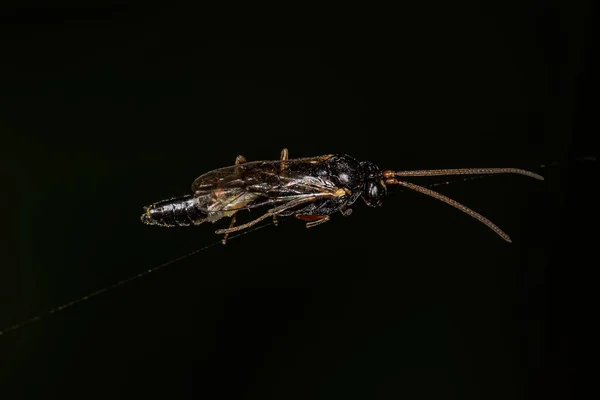 Vespa Ichneumonide Adulta Della Famiglia Ichneumonidae — Foto Stock