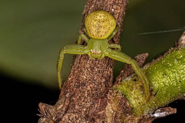 Aranha Caranguejo Fêmea Pequena Família Thomisidae — Fotografia de Stock