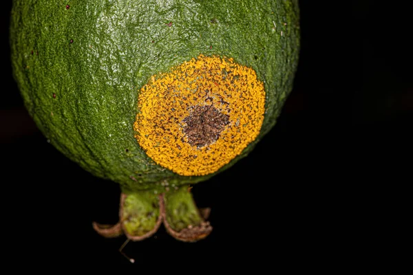 Yellow Fungus Spreading Circle Green Guava Fruit — Stock Photo, Image