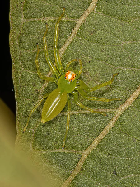 Volwassen Vrouwtje Doorschijnend Groen Springende Spin Van Lyssomanen — Stockfoto