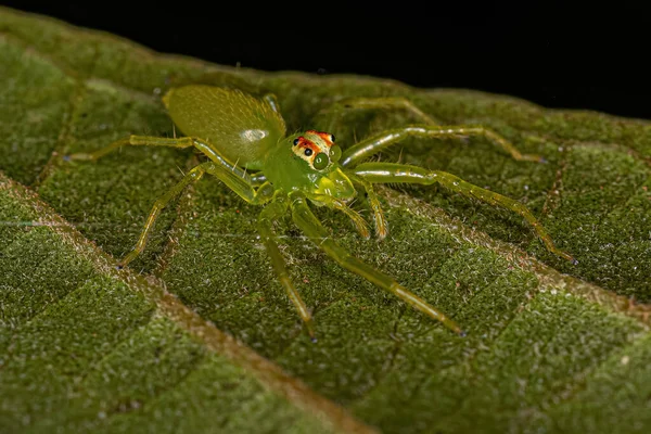 Araignée Sauteuse Verte Translucide Adulte Genre Lyssomanes — Photo