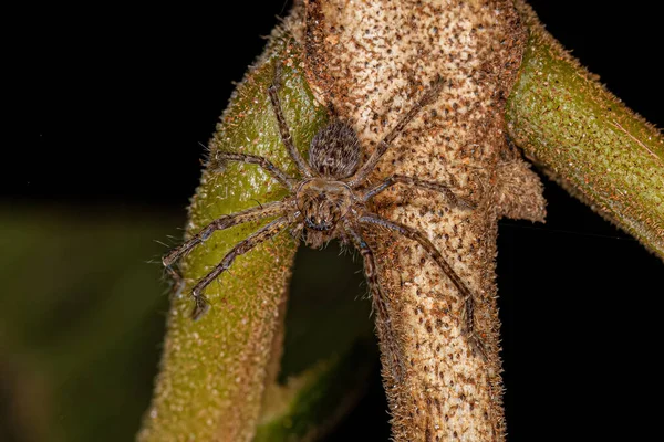 Huntsman Spider Juvenile — Foto de Stock