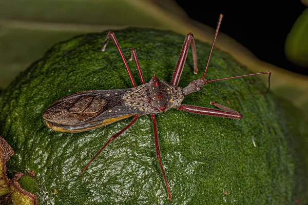 Adult Assassin Bug Species Heza Binotata — Stockfoto