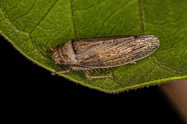 Adulto Leafhopper Típico Espécie Sordana Sordida — Fotografia de Stock