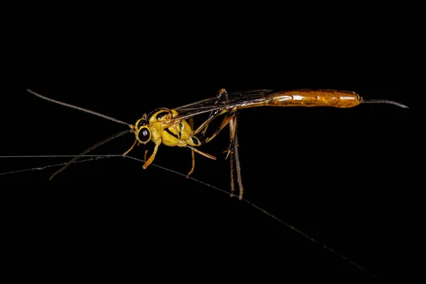 Adult Female Ichneumonid Wasp Genus Eiphosoma — 图库照片