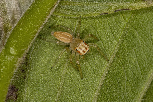 Pequena Aranha Saltitante Gênero Chira — Fotografia de Stock