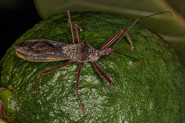 Adult Assassin Bug Species Heza Binotata — Φωτογραφία Αρχείου