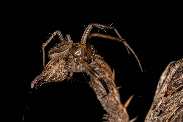 Small Male Typical Orbweaver Genus Acacesia — Zdjęcie stockowe