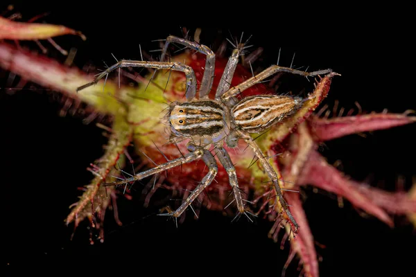 Lince Strisce Spider Del Genere Oxyopes — Foto Stock