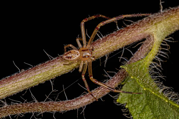 Ausgewachsene Männliche Krabbenspinne Der Familie Thomisidae — Stockfoto