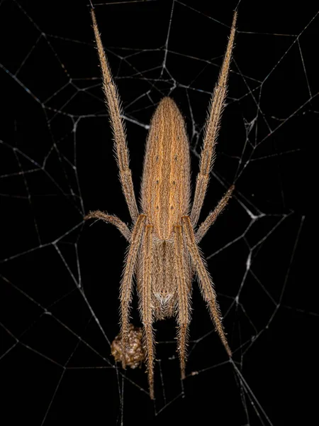 Female Adult Typical Orbweaver Family Araneidae – stockfoto