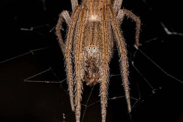 Female Adult Typical Orbweaver Family Araneidae — Stock Fotó