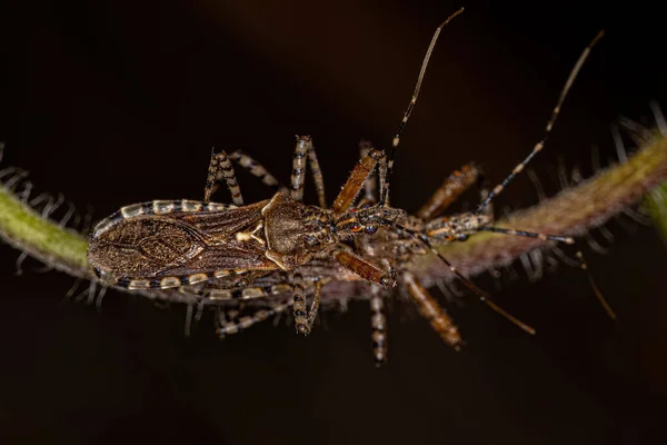 Adult Assassin Bugs Genus Cosmoclopius — Fotografia de Stock