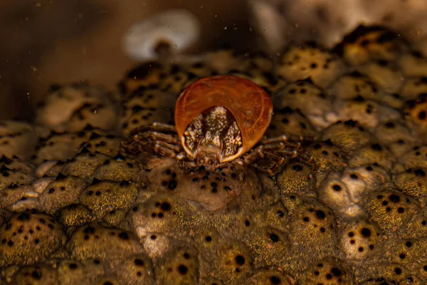 Female Adult Bont Tick Species Amblyomma Rotundatum — Stok fotoğraf