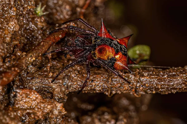 Adult Female Orbweaver Species Actinosoma Pentacanthum — Stok fotoğraf