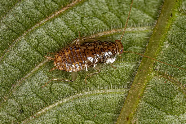 Barata Madeira Ninfa Família Ectobiidae — Fotografia de Stock