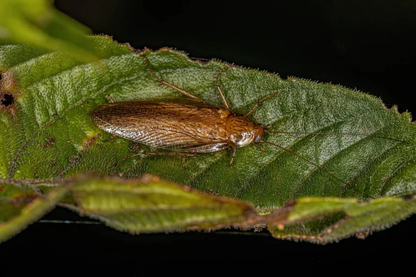 Adult Wood Cockroach Family Ectobiidae — Stock Photo, Image