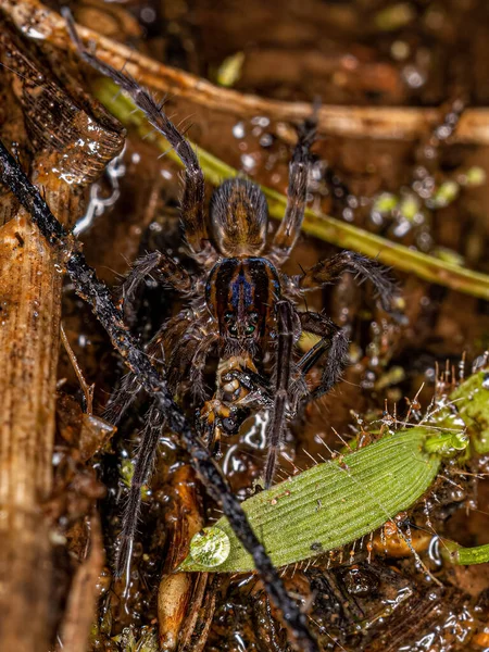 Small Wolf Spider of the genus Agalenocosa