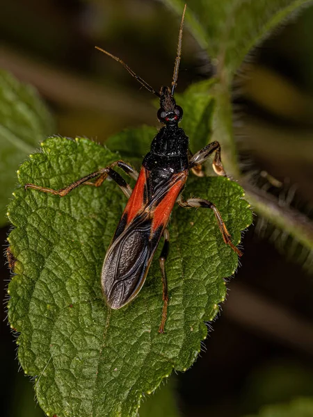 Adult Corsair Bug Species Sirthenea Stria — Stock Photo, Image