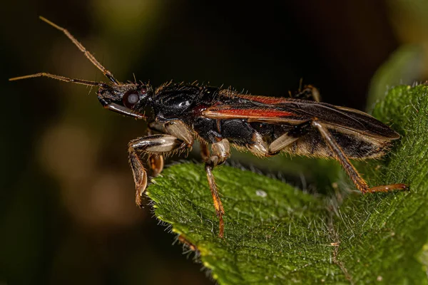 Adult Corsair Bug Species Sirthenea Stria — стоковое фото