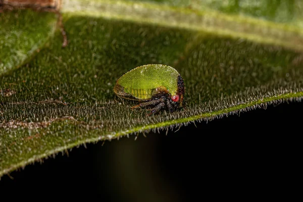 Adult Buffalo Treehopper Subfamily Smiliinae — Φωτογραφία Αρχείου