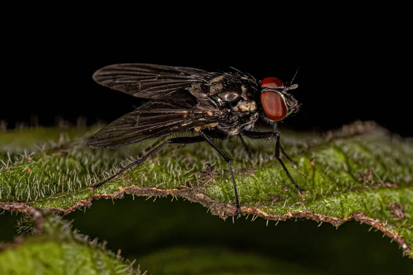 Mosca Muscoide Adulta Superfamília Muscoidea — Fotografia de Stock