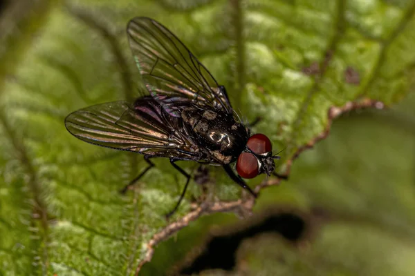 Mosca Muscoide Adulta Superfamília Muscoidea — Fotografia de Stock