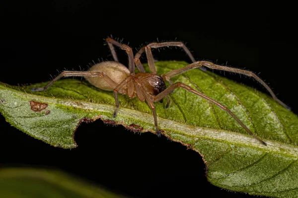 Adult Longlegged Sac Spider Genus Cheiracanthium — Stock fotografie