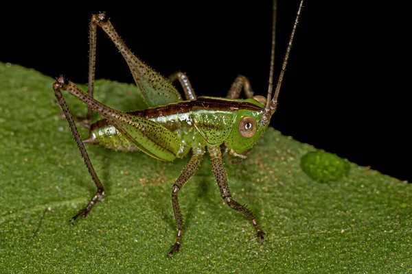 Mindre Meadow Katydid Nymfe Slægten Conocephalus - Stock-foto