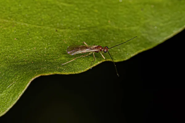 Braconidae Ailesinden Yetişkin Braconid Wasp — Stok fotoğraf