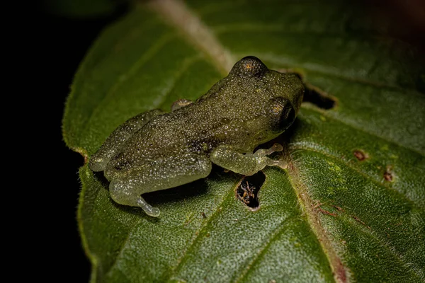 Small Tree Frog Family Hylidae Bad Limb Formation — Zdjęcie stockowe