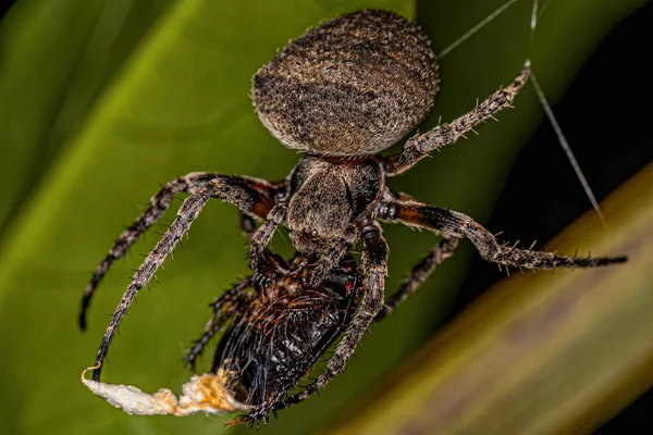 Kleine Orbweberspinne Der Familie Araneidae — Stockfoto