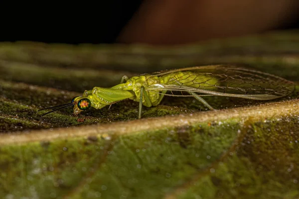 Adult Green Mantidfly Genus Zeugomantispa — Zdjęcie stockowe