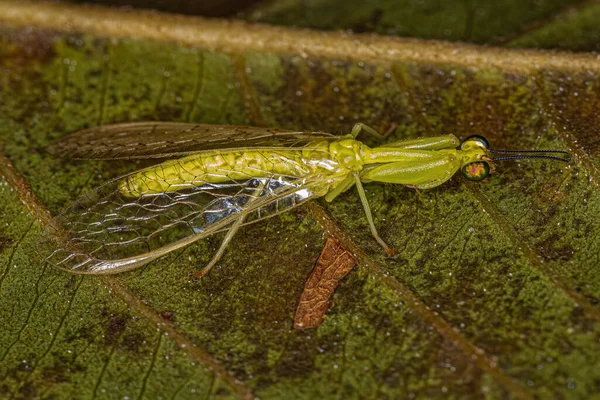 Adult Green Mantidfly Genus Zeugomantispa — Stok fotoğraf