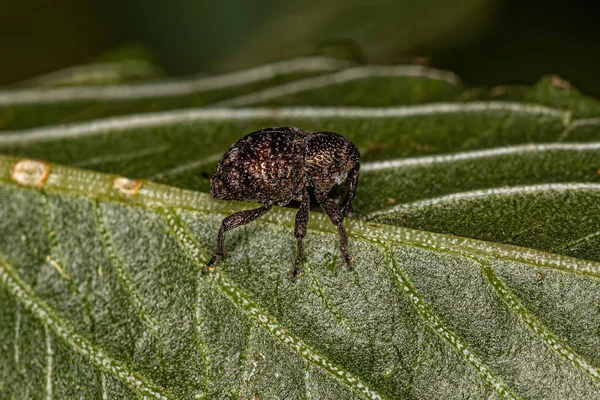 Dorosły Prawdziwy Weevil Rodzaju Chalcodermus — Zdjęcie stockowe