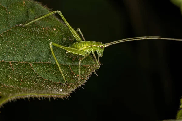 Leaf Katydid Nymph Subfamily Phaneropterinae — 스톡 사진